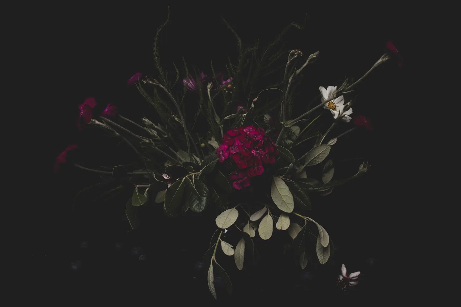 A dark, sculptural floral still life